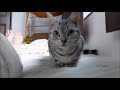 在宅勤務なのに早朝から起こそうとする猫 ～母ちゃん起きて！ｰCat Wakes Me Up So Early in the Morning