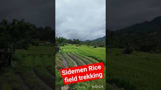 Indonesia | Sidemen rice field trekking