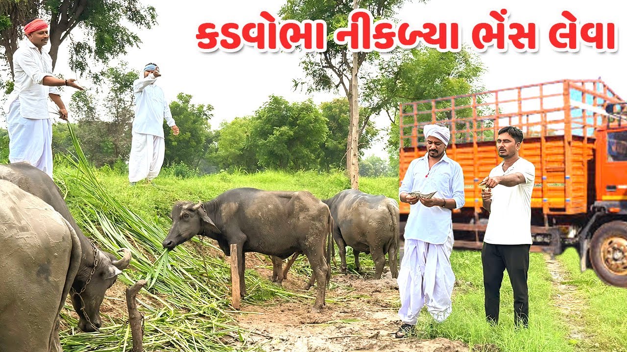 કડવોભા નીકળ્યા ભેંસ લેવા // કોમેડી વિડિયો // Gujarati Comedy Video Mast Desi Boys