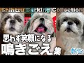 【音量注意】しゃべってる?うちのシーズー犬の鳴き声集めてみた。shih tzu dog barking collection #シーズー