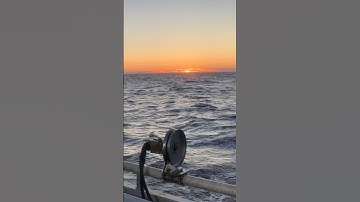 Commercial Albacore Tuna 2023 Wind & Waves Good for Soul #tuna #albacore #commercialfishing