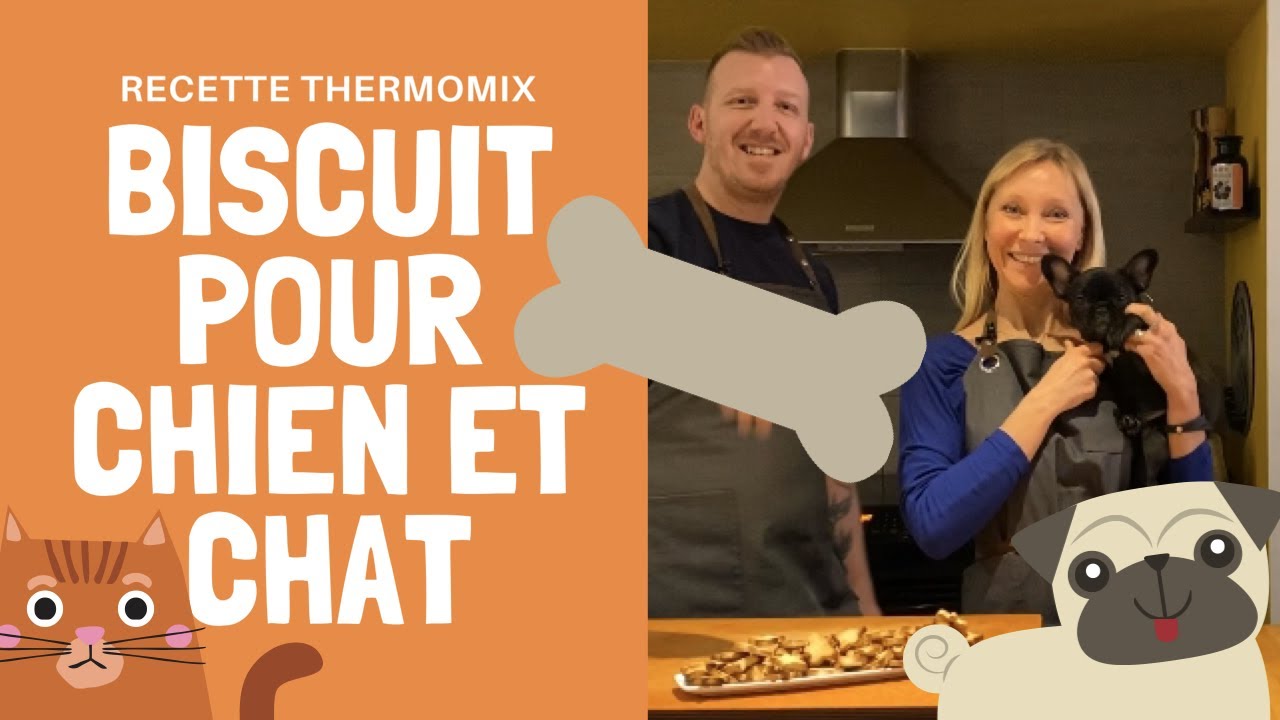 Biscuit chien et chat