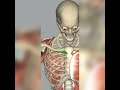 #shorts #youtubeshorts #anatomy #muscle #pectoral subclavius origin insertion nerve supply action 😌