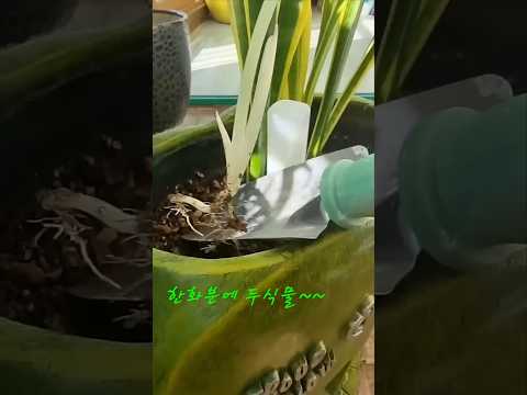 #새순#알로카시아#신기한#식물성장기"정성식물"🌿🌱