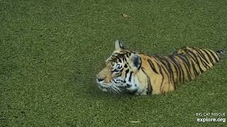 Girl power! Jasmine and Dutchess tiger at Big Cat Rescue.