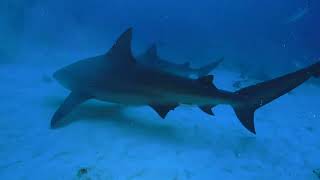 Bull Shark   Jessica Harvey's Expedition Notebook 2024