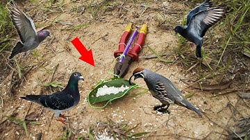 Amazing Primitive Bird Trap-Simple Bird Trap-How to make easy bird trap