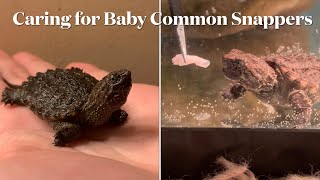 How to Take Care of Baby Common Snapping Turtles