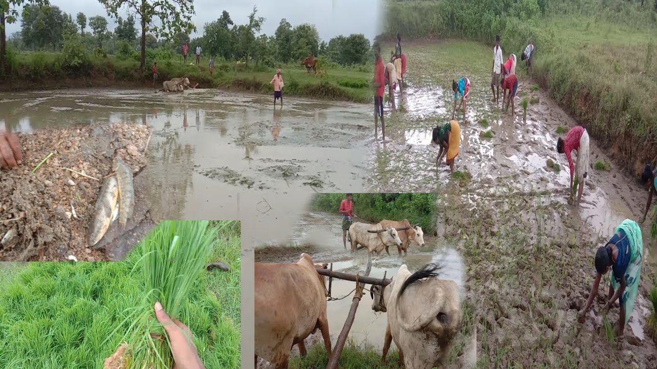 Tptp Brasa Re Dhan Rupilu OR Bada Machha Dharilu //odia sbc vlog