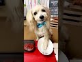 【犬のレストラン】ルークが『ライス？パン？』って言ってます😊💕#shorts #犬 #ペット #おしゃべりペット