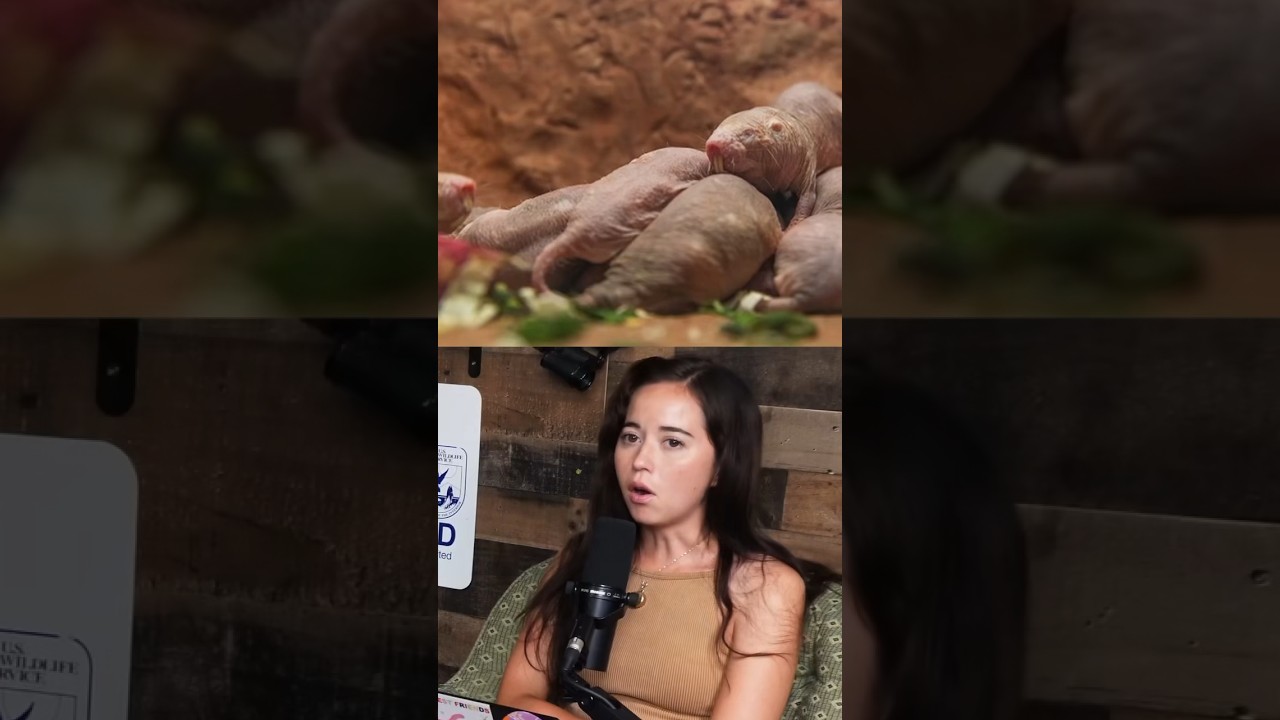 One thing you didn’t know about the naked mole rat