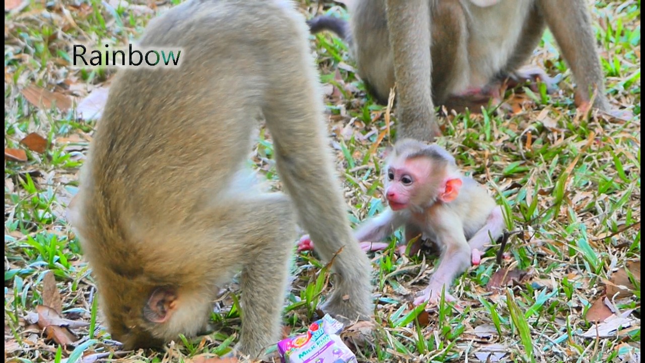 Very funny // Rainbow is like a second mother, she does everything to make baby Levi happy.