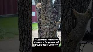 "squirrel is clever then cat" #squirel #animals #kitten #texas #uk #usa