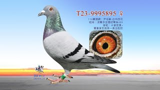 【尹培華】T23-9995895