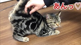 子猫のお尻をモフモフしてたら体勢がおかしなことにｗ