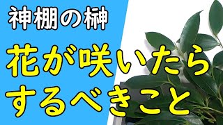 神棚 超大チャンス到来 榊の花が咲いた時にするべきこと 時雨 しぐれ Coconalaブログ