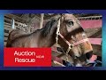 Auction Rescue Tonight