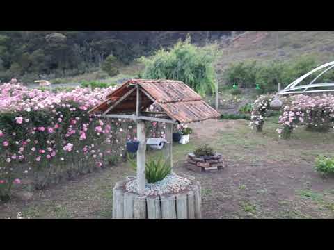 Vídeo: Como Criei Jardins De Rosas No Meu Jardim