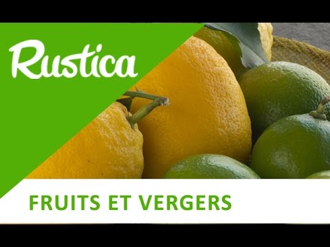 Vidéo: Pouvez-vous Remplacer Le Citron Par Du Citron Vert