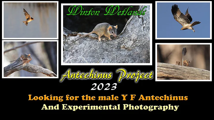 Antechinus Project : Looking for the male Yellow f...