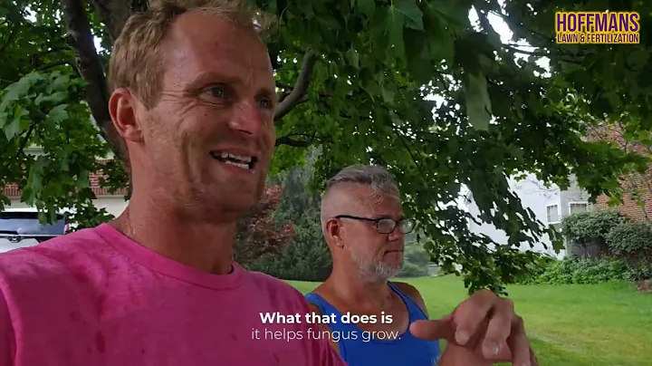 Why July Causes Lawn Fungus & How to Prevent It | Dollar Spot & Brown Patch Treatment