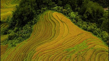 {Flycam 4K} Mùa vàng Tây Bắc