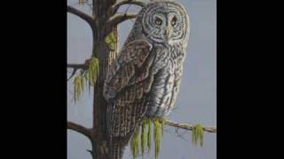 owl painting step tall foot