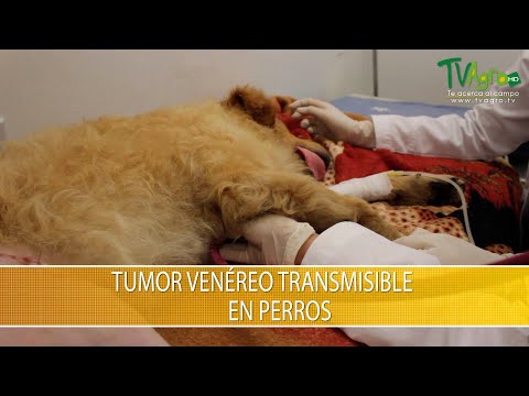 Video: Tumores De La Vagina En Los Perros
