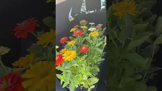 Things To Do in Detroit: Eastern Market Flower Day 🌸 #shorts