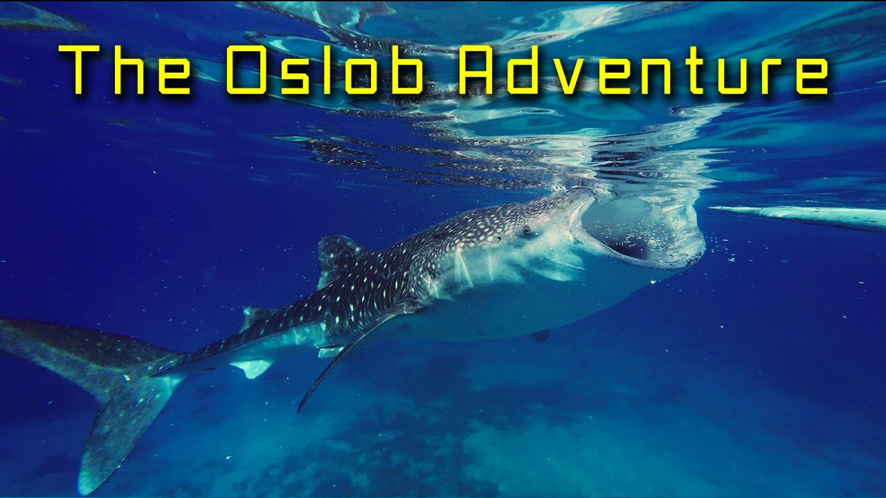 The Oslob Adventure (Swimming with Whale Sharks and visitingTumalog Falls)