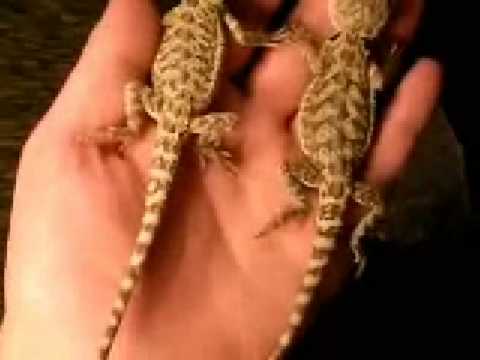 freaks movie J&M Captive Bred Reptiles Bearded Dragons