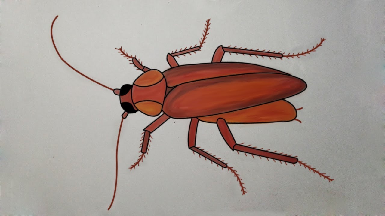 cockroach insect pest realistic vector sketch  Stock Illustration  71081685  PIXTA