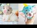 Baby Dogs - Cute and Funny Dog Videos Compilation #58 | Aww Animals