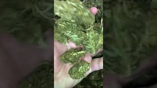 CBG Flower Wholesale Supplier With Nationwide Shipping - Bulk CBD Distributors