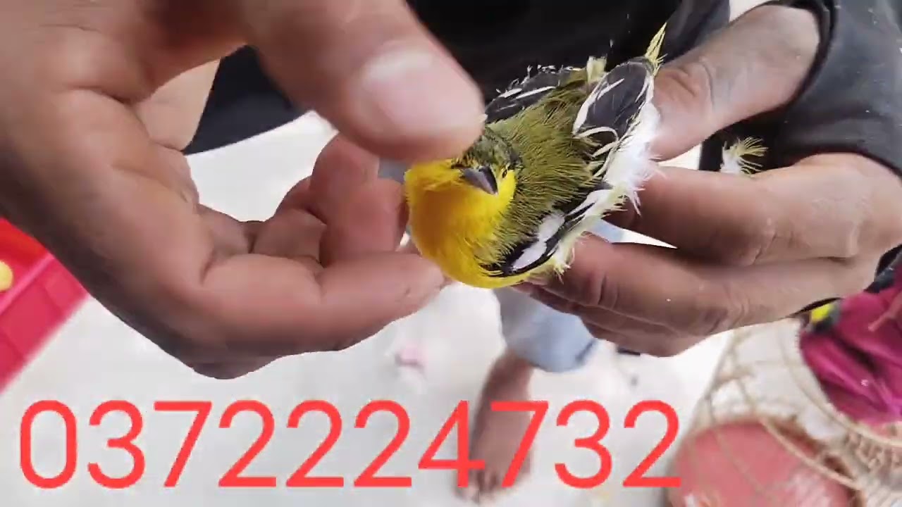 Huýt Cô đầu đen chuyền 