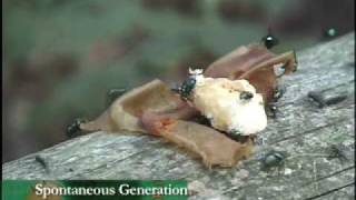 Spontaneous Generation from Evolution: The Grand Experiment, Book and Video Series