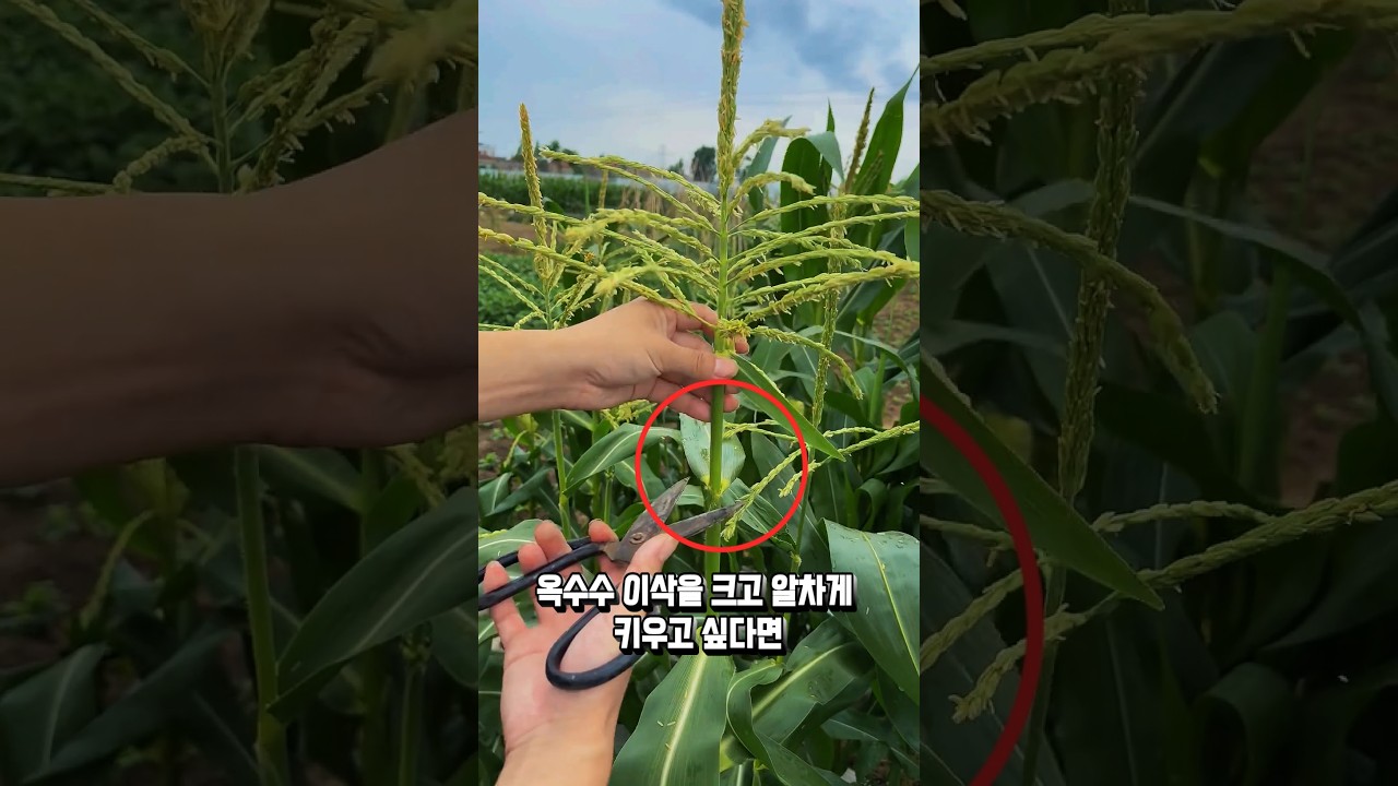 제때 윗부분을 자르면 옥수수가 더 커진다