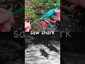Sea Animal Names for Kids to Learn at the Woodland Stream: Sea Dragon Penguin Sea Lion Saw Shark