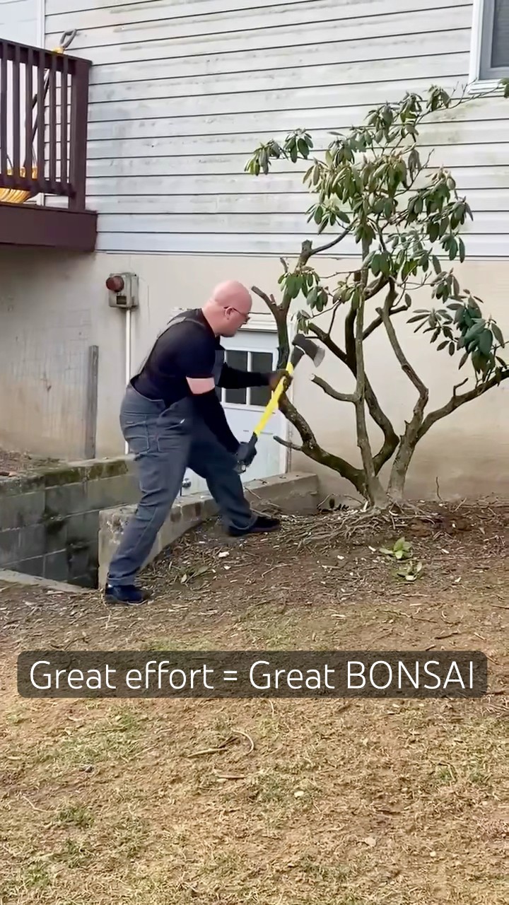 shorts #bonsai #bonsaitrees #garden #gardendesign #plants We find