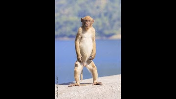 WHY PAWNIN NOT WORKING IN BGMI 4.1 UPDATE? - NEW UPDATE TIPS AND TRICKS