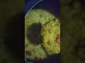 daliya recipe #shorts #yt