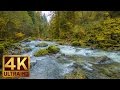 Beautiful nature in 4k ultra  autumn river sounds  5 hours long