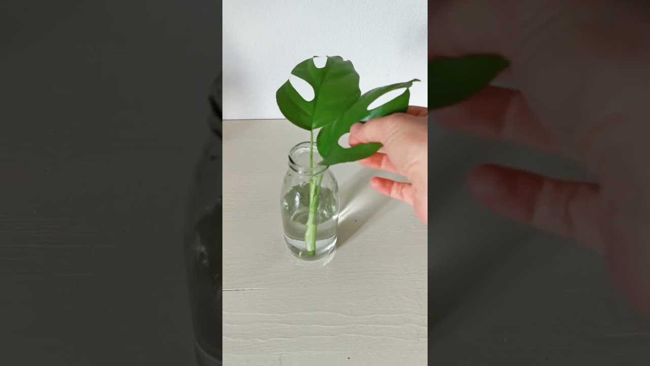 Pflanzen Tipp: Mini Monstera vermehren #shorts - YouTube