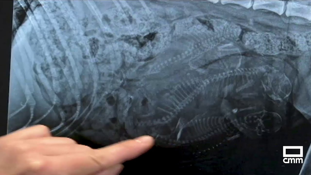 Hacemos una ecografía y una radiografía a una perra preñada de 3 cachorros