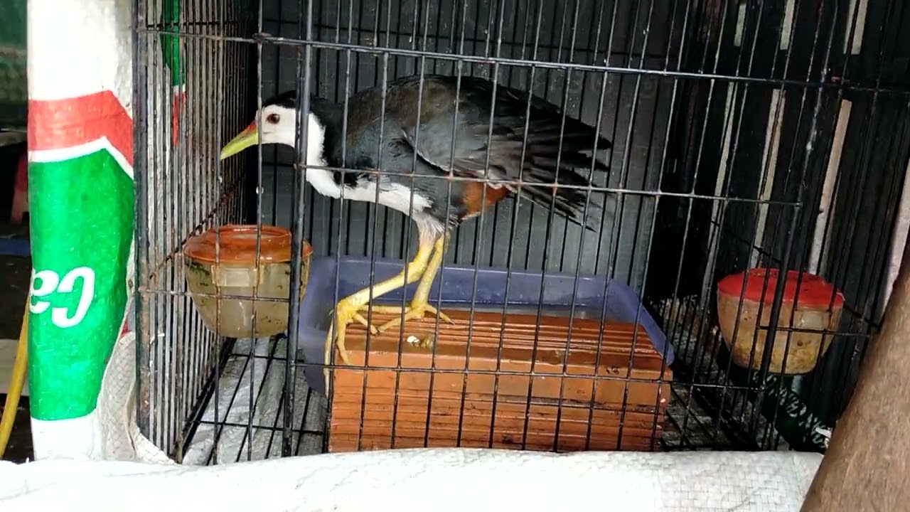 Chia sẽ cách chăm chim quốc mồi tự chơi.0837176395