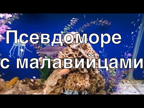 Видео: Псевдоморе с цихлидами малави на 400 литров