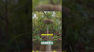 Why Mushrooms Aren't Plants 🍄 🌿