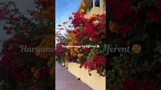 Download Lagu Age gap🎵 #ajayhooda #newharyanvisong #haryanvimusic #masoomsharma #jaatjatni #song #ruchikajangid MP3