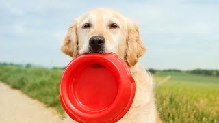 Holiday Treats for Golden Retrievers: Delicious & Safe Cookie Recipes!