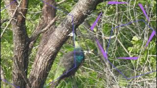 Burung Merak di alam liar | Fauna Taman Nasional Baluran